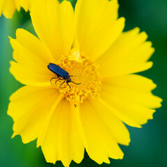 Nemognatha nemorensis