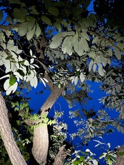 Quercus variabilis