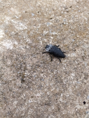 Capnodis