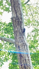 Hyalessa maculaticollis