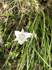 Calochortus lyallii