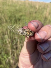 Diceroprocta vitripennis