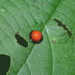 Chilocorus circumdatus