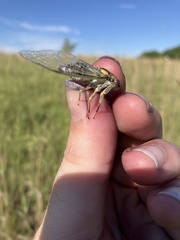 Diceroprocta vitripennis