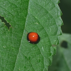 Chilocorus circumdatus