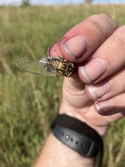 Diceroprocta vitripennis