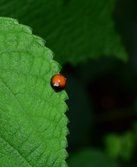 Chilocorus circumdatus