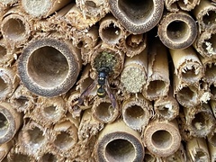Symmorphus bifasciatus