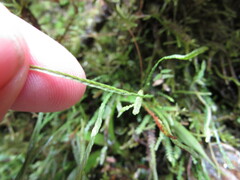 Cochlidium serrulatum