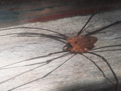 Leiobunum calcar