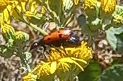 Mylabris quadripunctata