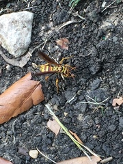 Poecilopompilus interruptus