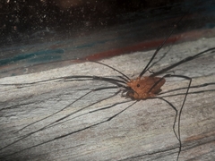 Leiobunum calcar