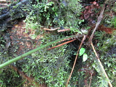 Dryopteris patula