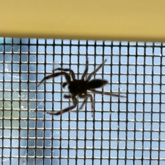 Platycryptus