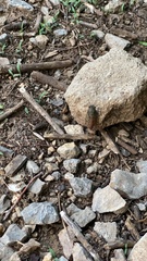 Leptosemia takanonis