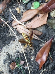 Poecilopompilus interruptus