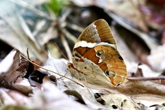Thauria lathyi