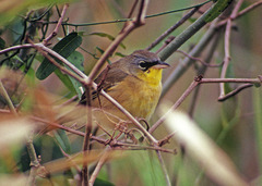 Geothlypis poliocephala