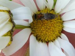 Riponnensia splendens