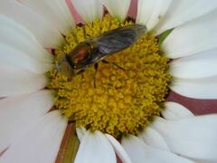 Riponnensia splendens