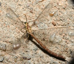 Brachynemurus irregularis