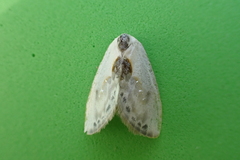 Cilix hispanica