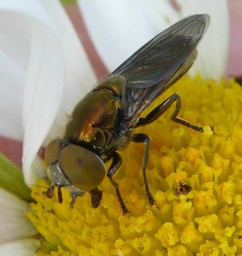 Orthonevra splendens (Meigen, 1822)