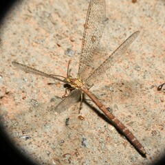 Brachynemurus irregularis