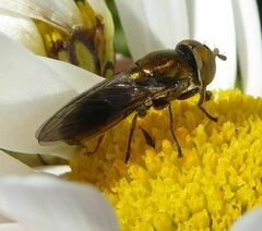 Riponnensia splendens