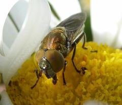 Riponnensia splendens