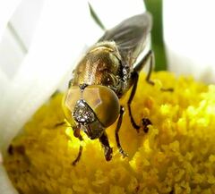 Riponnensia splendens