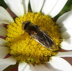 Riponnensia splendens