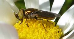Riponnensia splendens
