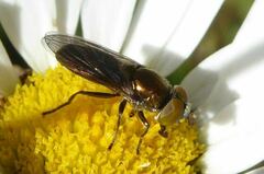 Riponnensia splendens
