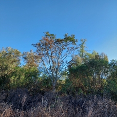 Albizia inundata