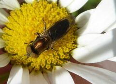 Riponnensia splendens