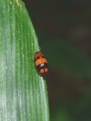 Physosmaragdina nigrifrons