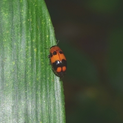 Physosmaragdina nigrifrons