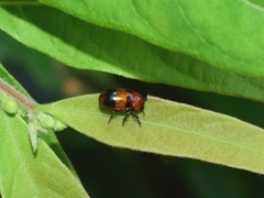 Physosmaragdina nigrifrons