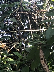 Thamnophilus ambiguus