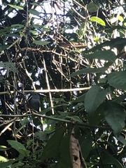Thamnophilus ambiguus