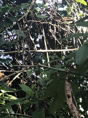 Thamnophilus ambiguus