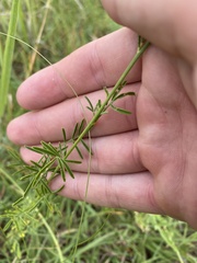 Dalea multiflora