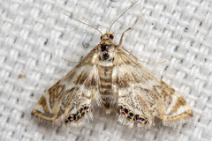 Petrophila canadensis