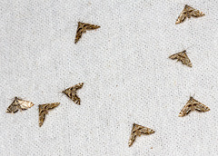 Petrophila canadensis