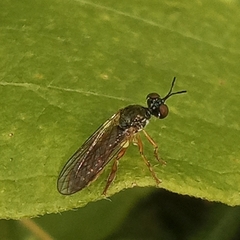 Dioctria lateralis