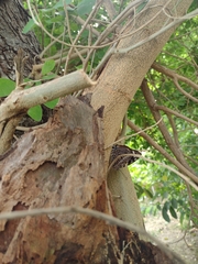 Smyrna blomfildia datis