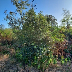 Nectandra angustifolia