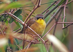 Geothlypis poliocephala